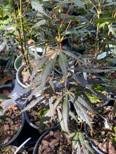 Acer shirasawanum 'Purple Thunder' - mapleridgenursery